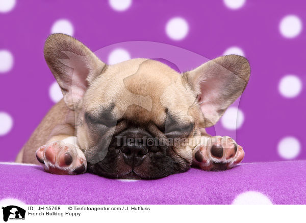 French Bulldog Puppy / JH-15768