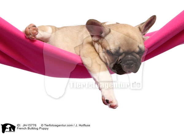 Franzsische Bulldogge Welpe / French Bulldog Puppy / JH-15776