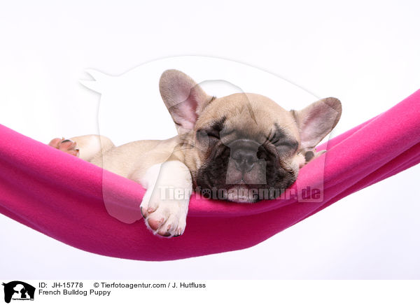 Franzsische Bulldogge Welpe / French Bulldog Puppy / JH-15778