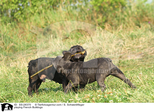 spielende Franzsische Bulldoggen / playing French Bulldogs / SS-28370