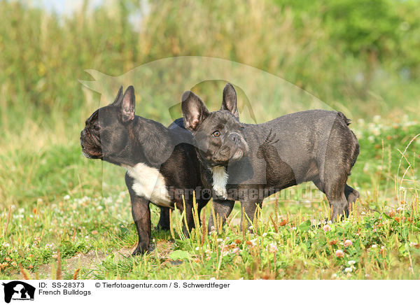 Franzsische Bulldoggen / French Bulldogs / SS-28373