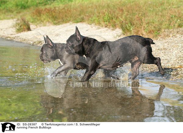 rennende Franzsische Bulldoggen / running French Bulldogs / SS-28387