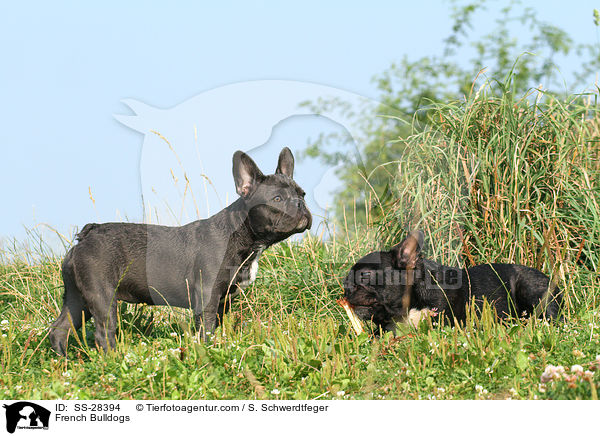 Franzsische Bulldoggen / French Bulldogs / SS-28394