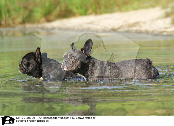 badende Franzsische Bulldoggen / bathing French Bulldogs / SS-28396