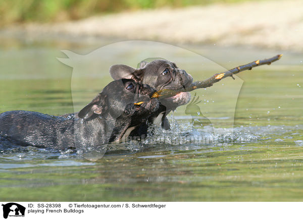 spielende Franzsische Bulldoggen / playing French Bulldogs / SS-28398
