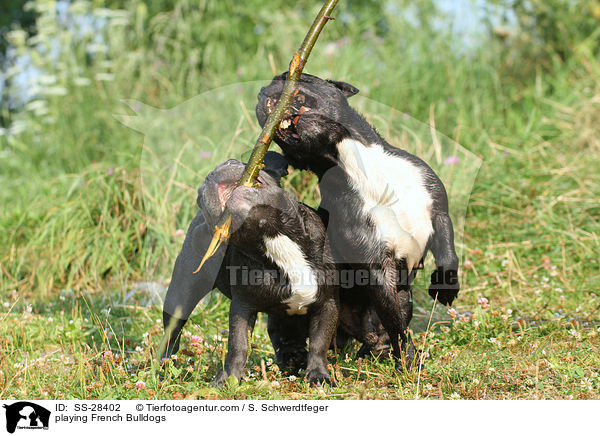 spielende Franzsische Bulldoggen / playing French Bulldogs / SS-28402