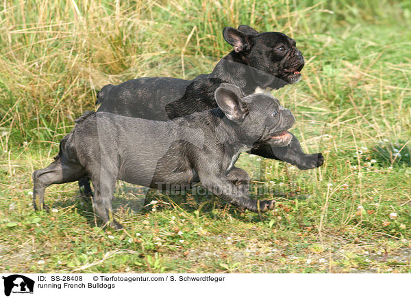 rennende Franzsische Bulldoggen / running French Bulldogs / SS-28408