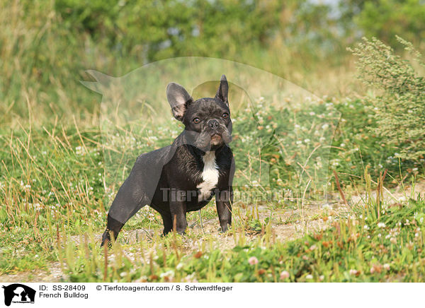 Franzsisch Bulldogge / French Bulldog / SS-28409