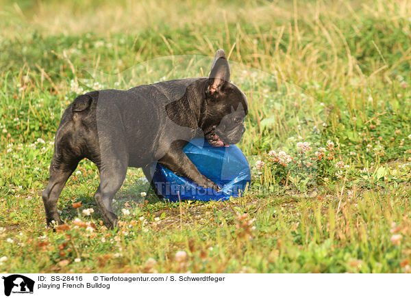 spielende Franzsisch Bulldogge / playing French Bulldog / SS-28416