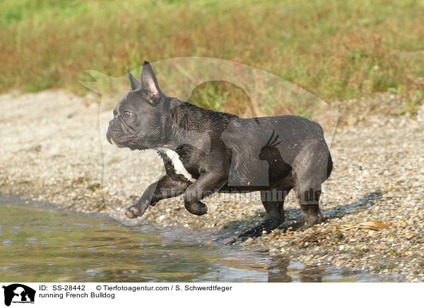rennende Franzsisch Bulldogge / running French Bulldog / SS-28442