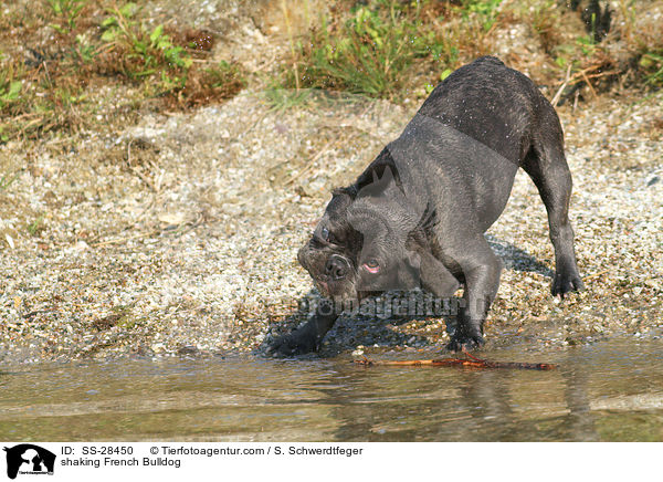 Franzsisch Bulldogge schttelt sich / shaking French Bulldog / SS-28450