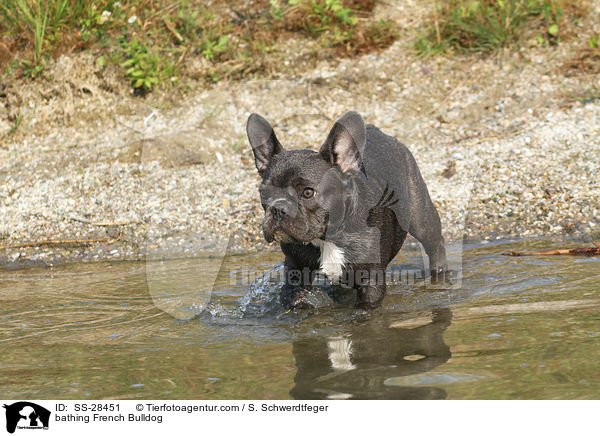 badende Franzsisch Bulldogge / bathing French Bulldog / SS-28451