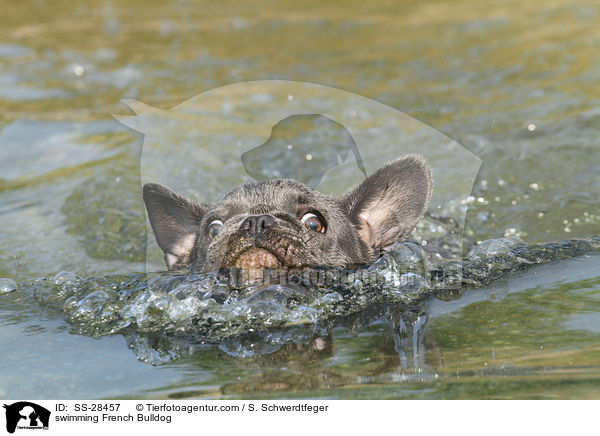 schwimmende Franzsisch Bulldogge / swimming French Bulldog / SS-28457