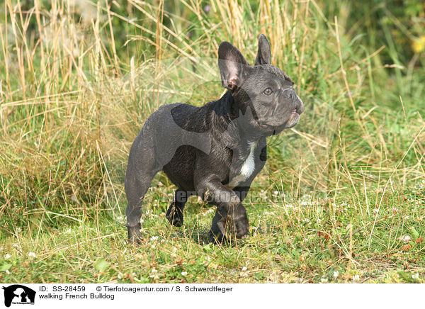 laufende Franzsisch Bulldogge / walking French Bulldog / SS-28459