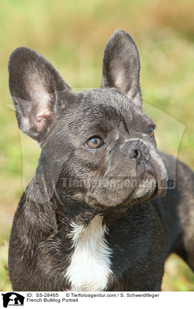 Franzsisch Bulldogge Portrait / French Bulldog Portrait / SS-28465