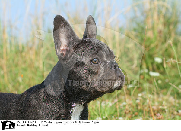 Franzsisch Bulldogge Portrait / French Bulldog Portrait / SS-28468