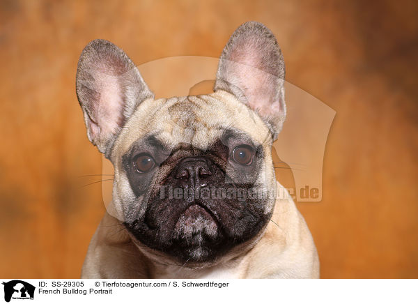 Franzsische Bulldogge Portrait / French Bulldog Portrait / SS-29305