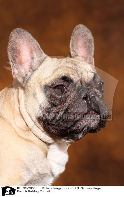 Franzsische Bulldogge Portrait / French Bulldog Portrait / SS-29308