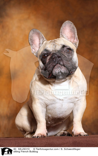 sitzende Franzsische Bulldogge / sitting French Bulldog / SS-29310