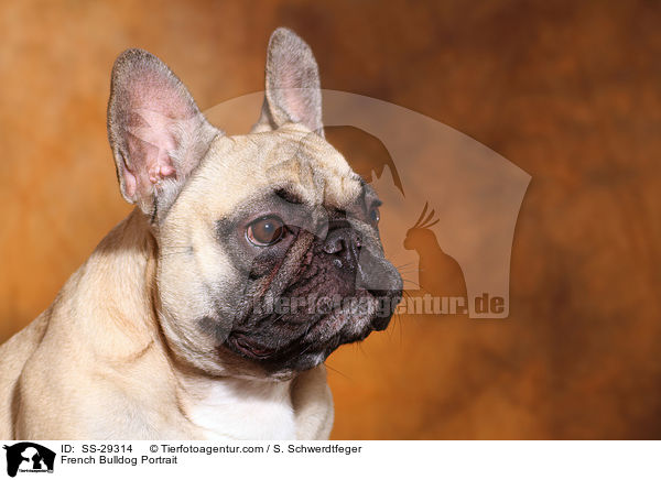 Franzsische Bulldogge Portrait / French Bulldog Portrait / SS-29314