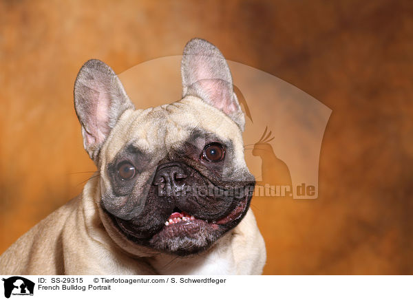 Franzsische Bulldogge Portrait / French Bulldog Portrait / SS-29315