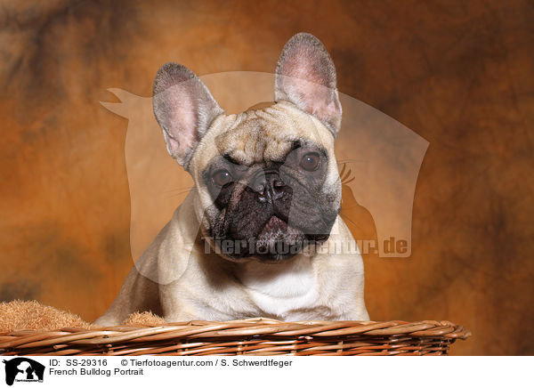 Franzsische Bulldogge Portrait / French Bulldog Portrait / SS-29316