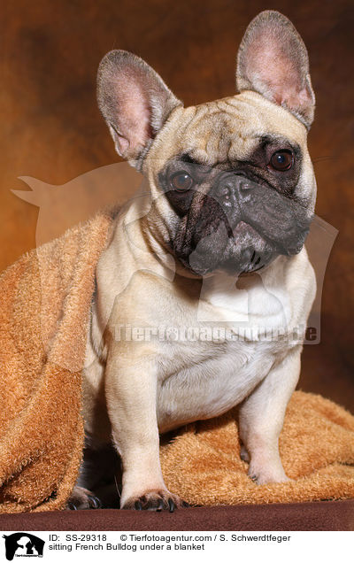 sitzende Franzsische Bulldogge unter einer Decke / sitting French Bulldog under a blanket / SS-29318