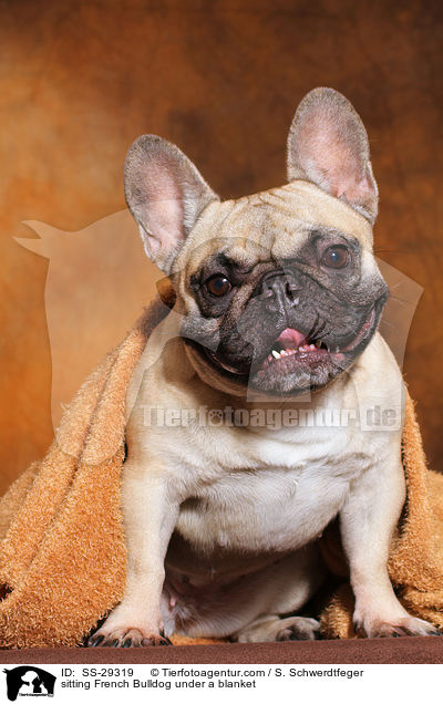 sitzende Franzsische Bulldogge unter einer Decke / sitting French Bulldog under a blanket / SS-29319