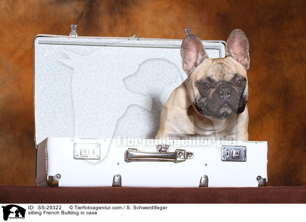 sitzende Franzsische Bulldogge im Koffer / sitting French Bulldog in case / SS-29322