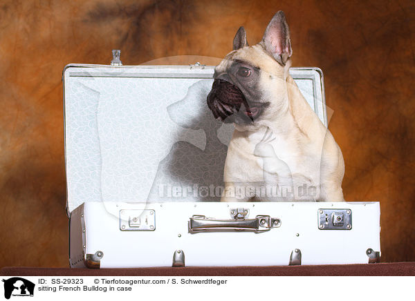 sitzende Franzsische Bulldogge im Koffer / sitting French Bulldog in case / SS-29323