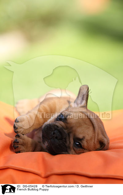 Franzsische Bulldogge Welpe / French Bulldog Puppy / DG-05428