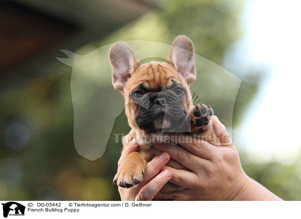 Franzsische Bulldogge Welpe / French Bulldog Puppy / DG-05442