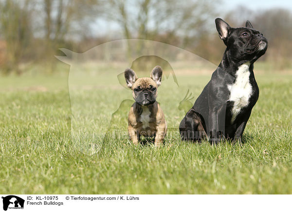 Franzsische Bulldoggen / French Bulldogs / KL-10975