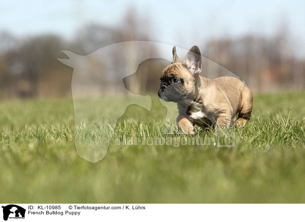 Franzsische Bulldogge Welpe / French Bulldog Puppy / KL-10985