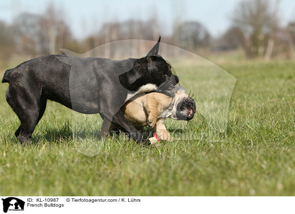 Franzsische Bulldoggen / French Bulldogs / KL-10987