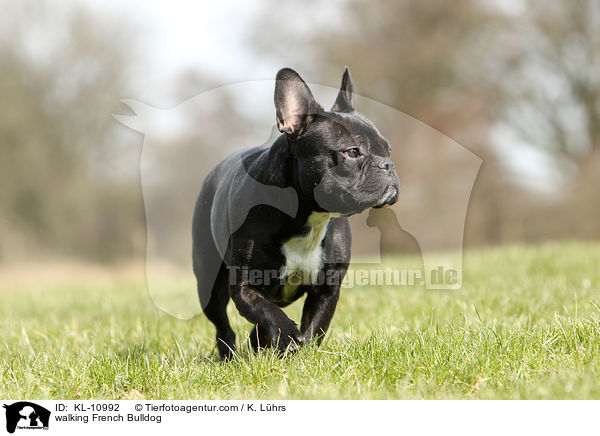 laufende Franzsische Bulldogge / walking French Bulldog / KL-10992