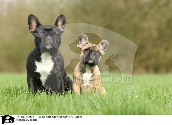 Franzsische Bulldoggen / French Bulldogs / KL-10997