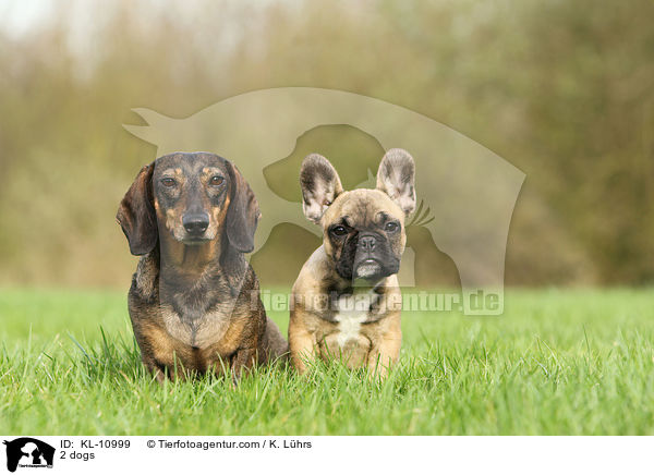 2 Hunde / 2 dogs / KL-10999