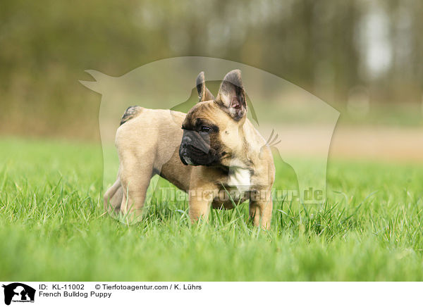 Franzsische Bulldogge Welpe / French Bulldog Puppy / KL-11002