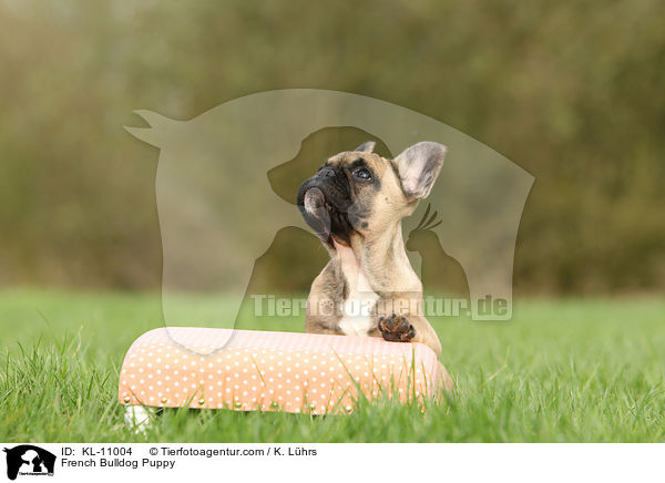 Franzsische Bulldogge Welpe / French Bulldog Puppy / KL-11004