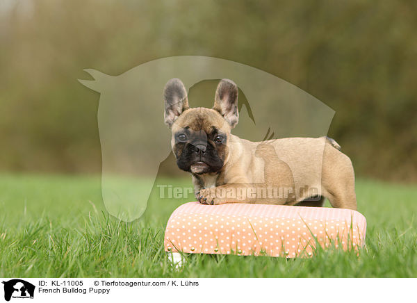 Franzsische Bulldogge Welpe / French Bulldog Puppy / KL-11005