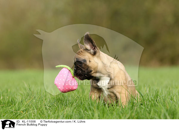 Franzsische Bulldogge Welpe / French Bulldog Puppy / KL-11006