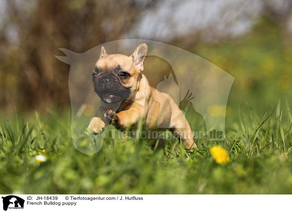 Franzsische Bulldogge Welpe / French Bulldog puppy / JH-18439