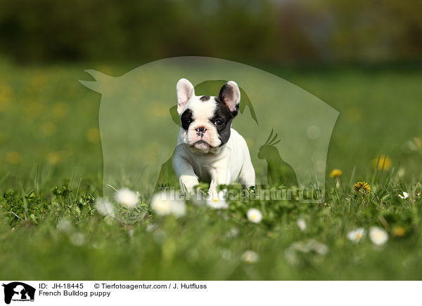 Franzsische Bulldogge Welpe / French Bulldog puppy / JH-18445