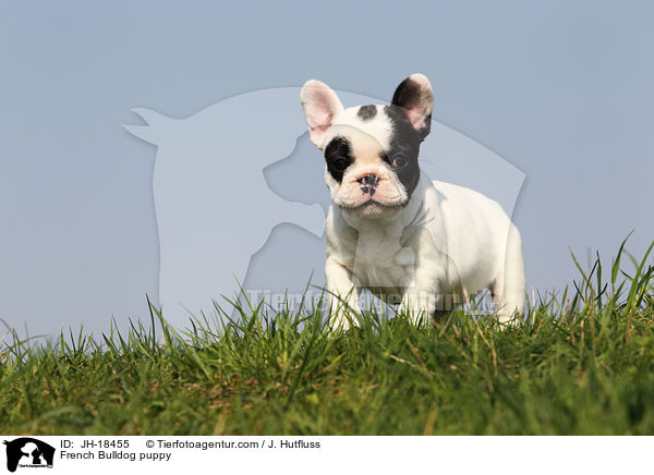 Franzsische Bulldogge Welpe / French Bulldog puppy / JH-18455