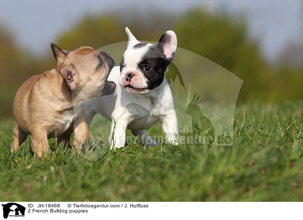2 Franzsische Bulldogge Welpen / 2 French Bulldog puppies / JH-18468