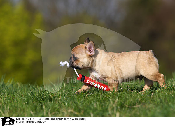 Franzsische Bulldogge Welpe / French Bulldog puppy / JH-18471
