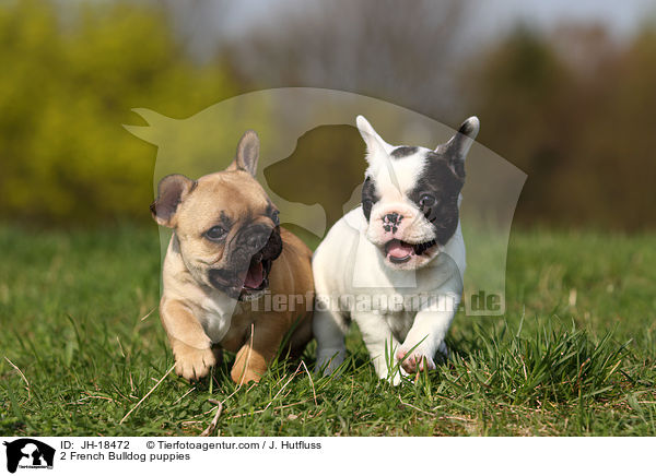 2 Franzsische Bulldogge Welpen / 2 French Bulldog puppies / JH-18472
