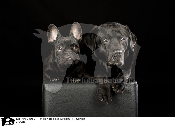 2 Hunde / 2 dogs / NN-03950
