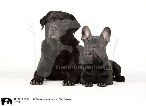 2 Hunde / 2 dogs / NN-03953